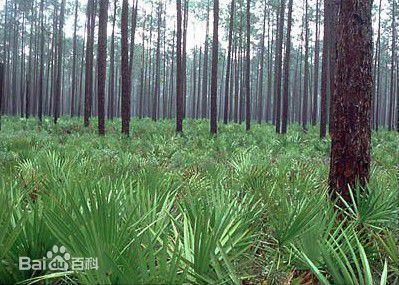 Saw Palmetto augļu ekstrakts efektivitāte