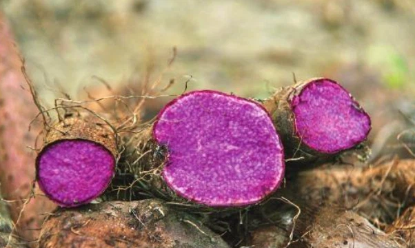 Ube powder Ube powder
